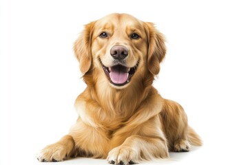 Obraz premium Happy sitting and panting Golden retriever dog looking at camera, Isolated on white , ai