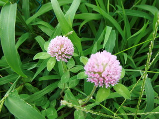 アカツメクサの花