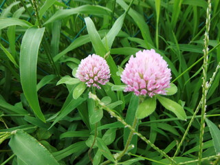 アカツメクサの花