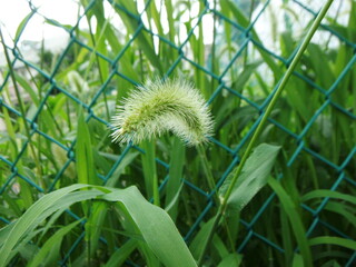 猫じゃらしの穂