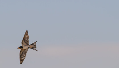 Barn swallow in flight at sunset.