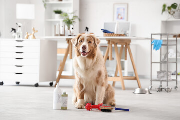Cute Australian Shepherd dog with pet accessories in salon