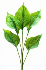 Obraz premium A close-up shot of a plant's green leaves, perfect for a botanical or nature-themed context