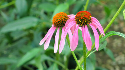 Echinacea purpurea, also known as purple coneflower, hedgehog coneflower, or echinacea is medical herb plant. Echinacea grow and bloom in the garden.