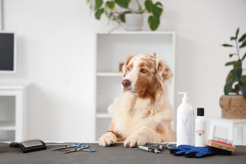 Cute Australian Shepherd dog with grooming accessories on table in salon