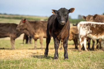 beautiful cattle in Australia  eating grass, grazing on pasture. Herd of cows free range beef being regenerative raised on an agricultural farm. Sustainable farming 