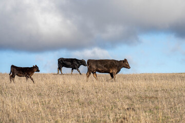 cows in a field, Beef cows and calves grazing on grass in Australia