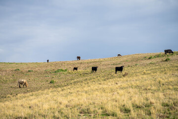 Obraz premium beautiful cattle in Australia eating grass, grazing on pasture. Herd of cows free range beef being regenerative raised on an agricultural farm. Sustainable farming 