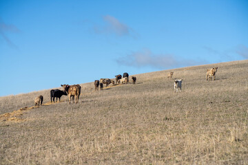 beautiful cattle in Australia  eating grass, grazing on pasture. Herd of cows free range beef being regenerative raised on an agricultural farm. Sustainable farming 
