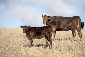 beautiful cattle in Australia  eating grass, grazing on pasture. Herd of cows free range beef being regenerative raised on an agricultural farm. Sustainable farming 