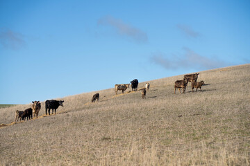 cows in a field, Beef cows and calves grazing on grass in Australia