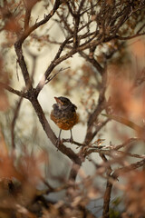 Robin baby bird on a branch