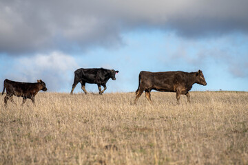 beautiful cattle in Australia  eating grass, grazing on pasture. Herd of cows free range beef being regenerative raised on an agricultural farm. Sustainable farming 
