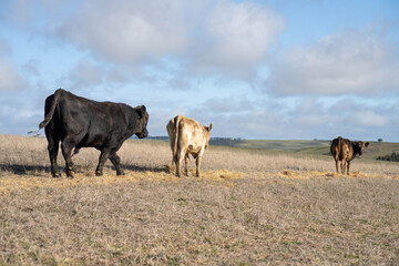 beautiful cattle in Australia  eating grass, grazing on pasture. Herd of cows free range beef being regenerative raised on an agricultural farm. Sustainable farming 