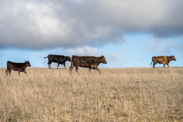 beautiful cattle in Australia  eating grass, grazing on pasture. Herd of cows free range beef being regenerative raised on an agricultural farm. Sustainable farming 