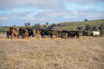 cows in a field, Beef cows and calves grazing on grass in Australia