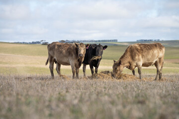 cows in a field, Beef cows and calves grazing on grass in Australia