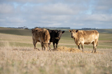 cows in a field, Beef cows and calves grazing on grass in Australia