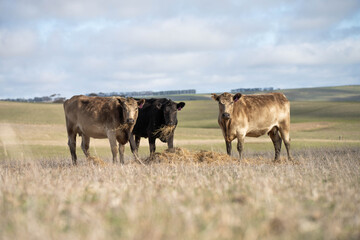 cows in a field, Beef cows and calves grazing on grass in Australia