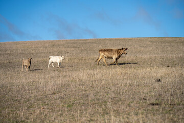 Naklejka premium beautiful cattle in Australia eating grass, grazing on pasture. Herd of cows free range beef being regenerative raised on an agricultural farm. Sustainable farming 