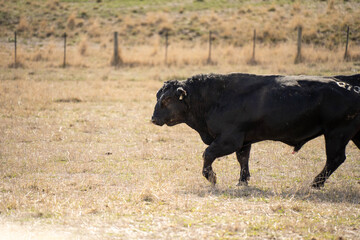 cows in a field, Beef cows and calves grazing on grass in Australia