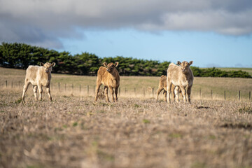 cows in a field, Beef cows and calves grazing on grass in Australia