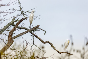 Two Great egret (Ardea alba) perched on a tree branch.
