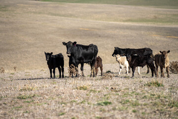 beautiful cattle in Australia  eating grass, grazing on pasture. Herd of cows free range beef being regenerative raised on an agricultural farm. Sustainable farming 