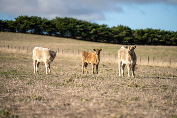 beautiful cattle in Australia  eating grass, grazing on pasture. Herd of cows free range beef being regenerative raised on an agricultural farm. Sustainable farming 