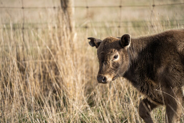 beautiful cattle in Australia  eating grass, grazing on pasture. Herd of cows free range beef being regenerative raised on an agricultural farm. Sustainable farming 