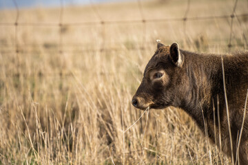 cows in a field, Beef cows and calves grazing on grass in Australia