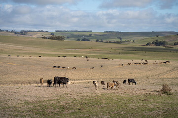 beautiful cattle in Australia  eating grass, grazing on pasture. Herd of cows free range beef being regenerative raised on an agricultural farm. Sustainable farming 