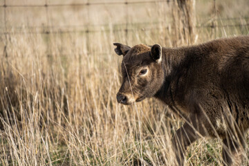 beautiful cattle in Australia  eating grass, grazing on pasture. Herd of cows free range beef being regenerative raised on an agricultural farm. Sustainable farming 