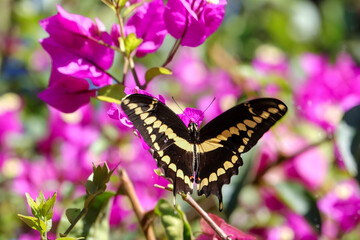 King Swallowtail Butterfly on Bougainvillea