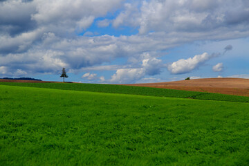 北海道 富良野の草原