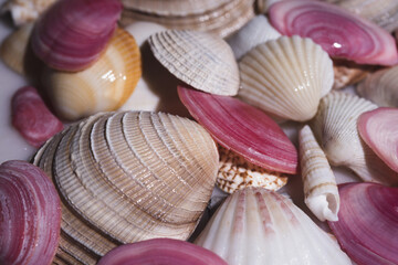 Sea shells background. Marine seashells. Ocean shells. Mollusk shells. Colorful shells texture....