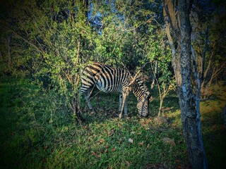 zebras 