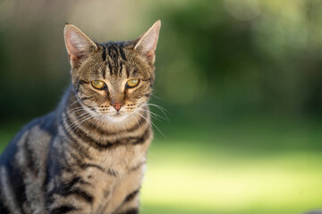cat on a farm in australia