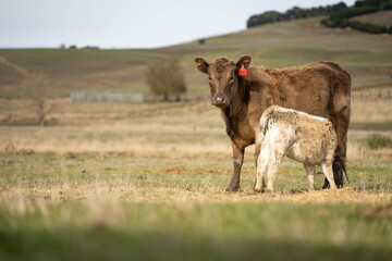 cows in a field, Beef cows and calves grazing on grass in Australia