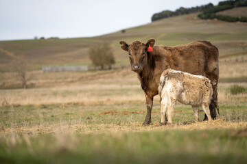 cows in a field, Beef cows and calves grazing on grass in Australia
