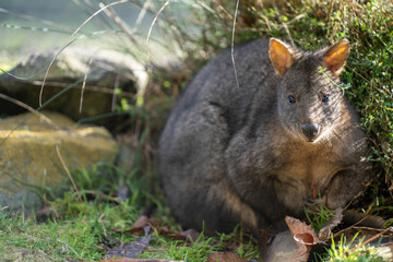 Beautiful pademelon and wallaby in the Australian bush, in the blue mountains, nsw. Australian wildlife in a national park 