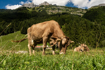 Cows in a mountain field. Cow at alps. Brown cow in front of mountain landscape. Cattle on a mountain pasture. Village location, Switzerland. Cow at alpine meadow. Cow grazing on meadow.