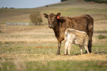 cows in a field, Beef cows and calves grazing on grass in Australia