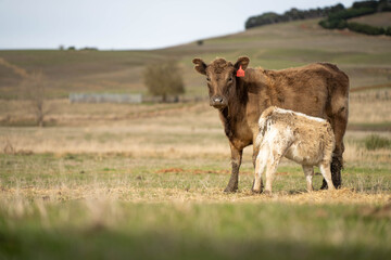 beautiful cattle in Australia  eating grass, grazing on pasture. Herd of cows free range beef being regenerative raised on an agricultural farm. Sustainable farming 