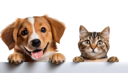 Smiling Dog and cat peeking over a blank white board on transparency background PNG