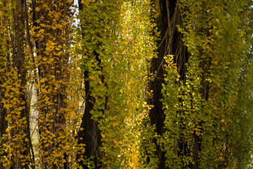 Australian Autumn Colours, poplars