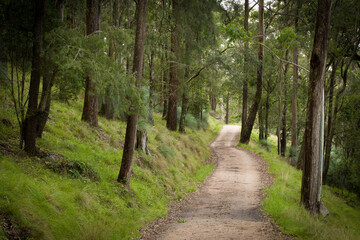 Country scene near Tenterfield