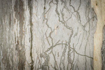 Gum Tree bark texture