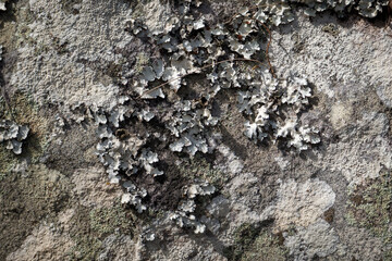grey lichen texture on rock