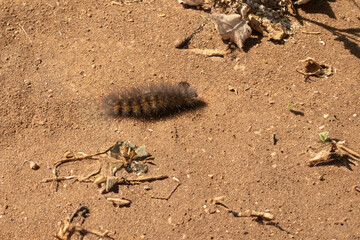 Hairy caterpillar scurries across a hiking trail